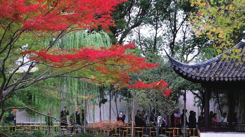 拙政園楓葉轉紅吸引游客觀賞